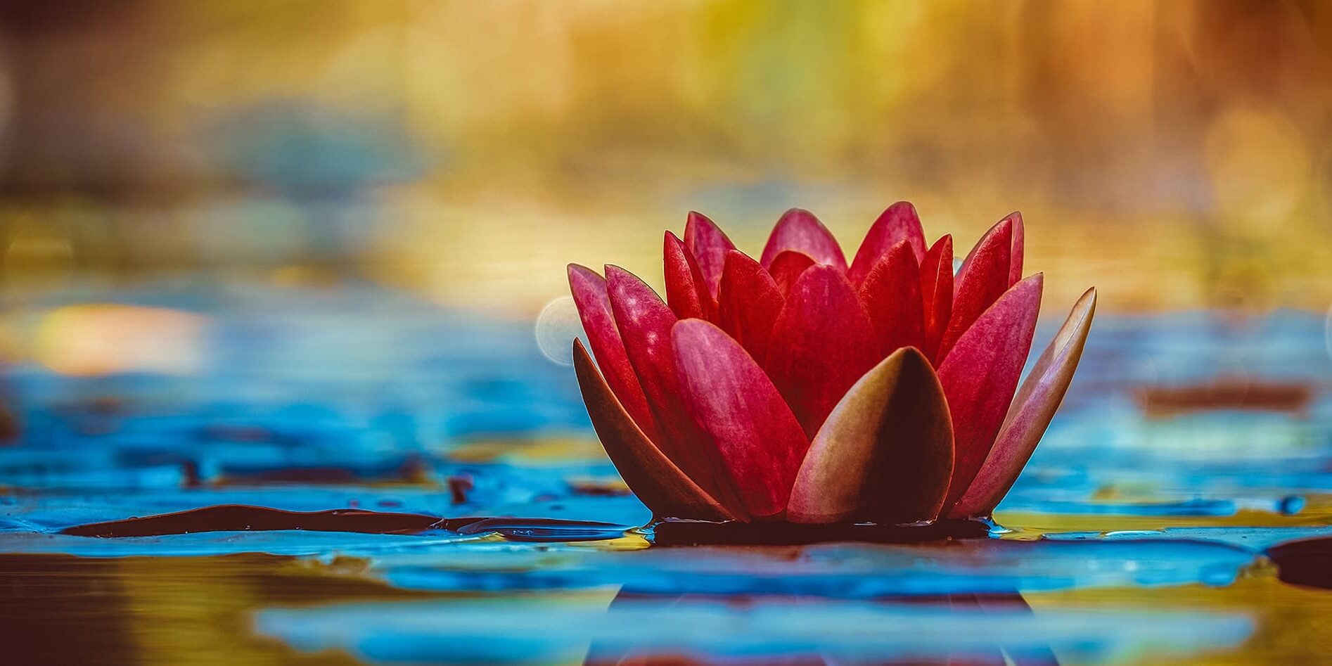 home-page-fiore-loto-01